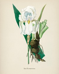 Iris florentina illustration from Medical Botany (1836) by <a href="https://www.rawpixel.com/search/John%20Stephenson?&amp;page=1">John Stephenson</a> and <a href="https://www.rawpixel.com/search/James%20Morss%20Churchill?&amp;page=1">James Morss Churchill</a>.