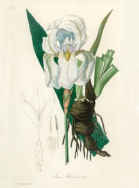 Iris florentina illustration. Digitally enhanced from our own book, Medical Botany (1836) by John Stephenson and James Morss Churchill.