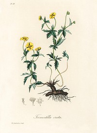 Tormentil (Tormentilla erecta) illustration. Digitally enhanced from our own book, Medical Botany (1836) by John Stephenson and James Morss Churchill.