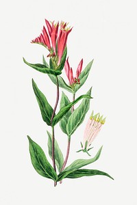 Psd botanical Indian pink medicinal plant sketch