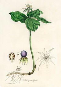 True lover's knot (Paris quadrifolia) illustration. Digitally enhanced from our own book, Medical Botany (1836) by John Stephenson and James Morss Churchill.