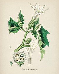 Jimsonweed (Datura stramonium) illustration from Medical Botany (1836) by John Stephenson and James Morss Churchill.