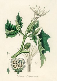 Jimsonweed (Datura stramonium) illustration. Digitally enhanced from our own book, Medical Botany (1836) by John Stephenson and James Morss Churchill.