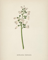 Bonplandia trifoliata illustration from Medical Botany (1836) by <a href="https://www.rawpixel.com/search/John%20Stephenson?&amp;page=1">John Stephenson</a> and <a href="https://www.rawpixel.com/search/James%20Morss%20Churchill?&amp;page=1">James Morss Churchill</a>.