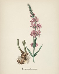 Purple loosestrife (Lythrum salicaria) illustration from Medical Botany (1836) by <a href="https://www.rawpixel.com/search/John%20Stephenson?&amp;page=1">John Stephenson</a> and <a href="https://www.rawpixel.com/search/James%20Morss%20Churchill?&amp;page=1">James Morss Churchill</a>.