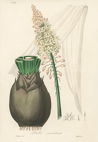 Squill (Scilla maritima) illustration. Digitally enhanced from our own book, Medical Botany (1836) by John Stephenson and James Morss Churchill.
