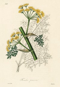 Ferula persica illustration. Digitally enhanced from our own book, Medical Botany (1836) by John Stephenson and James Morss Churchill.