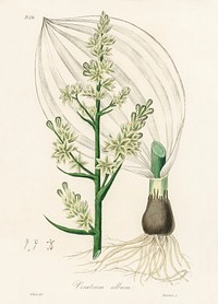 White hellebore (Veratrum album) illustration. Digitally enhanced from our own book, Medical Botany (1836) by John Stephenson and James Morss Churchill.
