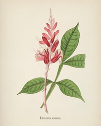 Lunasia amara illustration from Medical Botany (1836) by <a href="https://www.rawpixel.com/search/John%20Stephenson?&amp;page=1">John Stephenson</a> and <a href="https://www.rawpixel.com/search/James%20Morss%20Churchill?&amp;page=1">James Morss Churchill</a>.