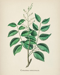 Diesel tree (Copaifera officinalis) illustration from Medical Botany (1836) by John Stephenson and James Morss Churchill.