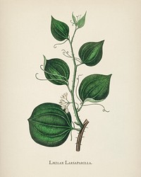 Lmilax larsaparilla illustration from Medical Botany (1836) by <a href="https://www.rawpixel.com/search/John%20Stephenson?&amp;page=1">John Stephenson</a> and <a href="https://www.rawpixel.com/search/James%20Morss%20Churchill?&amp;page=1">James Morss Churchill</a>.