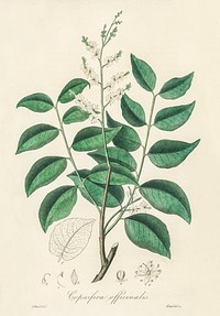 Diesel tree (Copaifera officinalis) illustration. Digitally enhanced from our own book, Medical Botany (1836) by John Stephenson and James Morss Churchill.