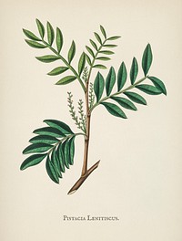 Lentisk (Pistacia lenitiscus) illustration from Medical Botany (1836) by John Stephenson and James Morss Churchill.
