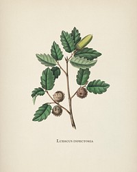 Aleppo oak (Luercus infectoria) illustration from Medical Botany (1836) by <a href="https://www.rawpixel.com/search/John%20Stephenson?&amp;page=1">John Stephenson</a> and <a href="https://www.rawpixel.com/search/James%20Morss%20Churchill?&amp;page=1">James Morss Churchill</a>.