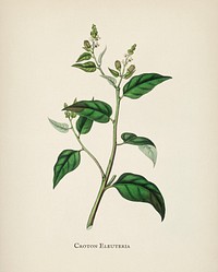 Croton eleuteria illustration from Medical Botany (1836) by <a href="https://www.rawpixel.com/search/John%20Stephenson?&amp;page=1">John Stephenson</a> and <a href="https://www.rawpixel.com/search/James%20Morss%20Churchill?&amp;page=1">James Morss Churchill</a>.