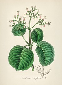 Cartagena bark (cinchona cordifolia) illustration. Digitally enhanced from our own book, Medical Botany (1836) by John Stephenson and James Morss Churchill.