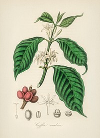 Coffea arabica illustration. Digitally enhanced from our own book, Medical Botany (1836) by John Stephenson and James Morss Churchill.
