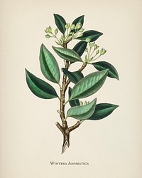Wintera aromatica illustration from Medical Botany (1836) by <a href="https://www.rawpixel.com/search/John%20Stephenson?&amp;page=1">John Stephenson</a> and <a href="https://www.rawpixel.com/search/James%20Morss%20Churchill?&amp;page=1">James Morss Churchill</a>.