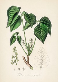 Poison ivy (Rhus toxicodendron) illustration. Digitally enhanced from our own book, Medical Botany (1836) by John Stephenson and James Morss Churchill.