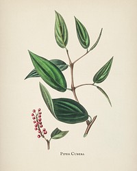 Piper cubeba illustration from Medical Botany (1836) by <a href="https://www.rawpixel.com/search/John%20Stephenson?&amp;page=1">John Stephenson</a> and <a href="https://www.rawpixel.com/search/James%20Morss%20Churchill?&amp;page=1">James Morss Churchill</a>.