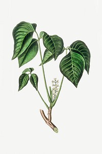 Botanical psd poison ivy plant vintage sketch