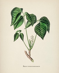 Poison ivy (Rhus toxicodendron) illustration from Medical Botany (1836) by John Stephenson and James Morss Churchill.