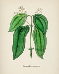 True cinnamon tree (Laurus cinnamomum) illustration from Medical Botany (1836) by John Stephenson and James Morss Churchill.