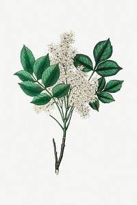 Psd botanical manna ash medicinal plant sketch