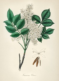 Manna ash (Fraxinus ornus) illustration. Digitally enhanced from our own book, Medical Botany (1836) by John Stephenson and James Morss Churchill.