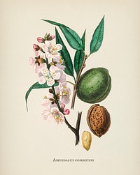The almond (Amygdalus communis) illustration from Medical Botany (1836) by <a href="https://www.rawpixel.com/search/John%20Stephenson?&amp;page=1">John Stephenson</a> and <a href="https://www.rawpixel.com/search/James%20Morss%20Churchill?&amp;page=1">James Morss Churchill</a>.