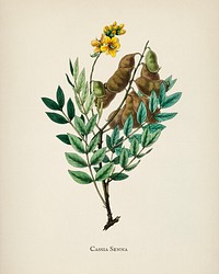 Cassia senna illustration from Medical Botany (1836) by John Stephenson and James Morss Churchill.