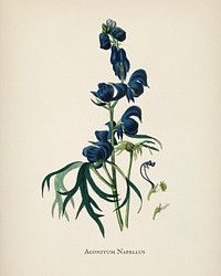 Monk&#39;s-hood (Aconitum napellus) illustration from Medical Botany (1836) by <a href="https://www.rawpixel.com/search/John%20Stephenson?&amp;page=1">John Stephenson</a> and <a href="https://www.rawpixel.com/search/James%20Morss%20Churchill?&amp;page=1">James Morss Churchill</a>.