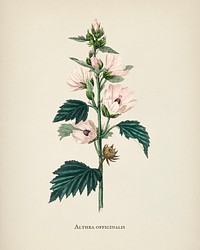 Common marshmallow (Althea officinalis) illustration from Medical Botany (1836) by <a href="https://www.rawpixel.com/search/John%20Stephenson?&amp;page=1">John Stephenson</a> and <a href="https://www.rawpixel.com/search/James%20Morss%20Churchill?&amp;page=1">James Morss Churchill</a>.