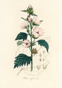 Common marshmallow (Althea officinalis) illustration. Digitally enhanced from our own book, Medical Botany (1836) by John Stephenson and James Morss Churchill.