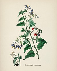 Bittersweet (Solanum dulcamara) illustration from Medical Botany (1836) by John Stephenson and James Morss Churchill.