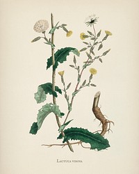 Wild lettuce (Lactuca virosa) illustration from Medical Botany (1836) by John Stephenson and James Morss Churchill.
