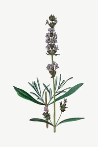 Vector botanical lavender flower illustrations
