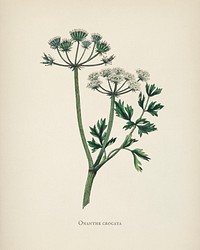 Water dropwort (Onanthe grocata) illustration from Medical Botany (1836) by <a href="https://www.rawpixel.com/search/John%20Stephenson?&amp;page=1">John Stephenson</a> and <a href="https://www.rawpixel.com/search/James%20Morss%20Churchill?&amp;page=1">James Morss Churchill</a>.