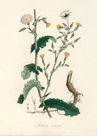 Wild lettuce (Lactuca virosa) illustration. Digitally enhanced from our own book, Medical Botany (1836) by John Stephenson and James Morss Churchill.