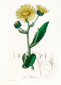 Elecampane (Inula helenium) illustration. Digitally enhanced from our own book, Medical Botany (1836) by John Stephenson and James Morss Churchill.