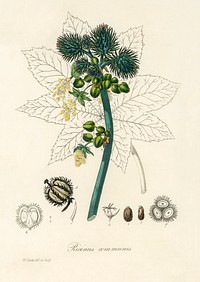 Castor oil plant (Ricinus communs) illustration. Digitally enhanced from our own book, Medical Botany (1836) by John Stephenson and James Morss Churchill.