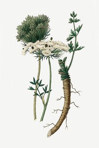 Psd botanical wild carrot medicinal plant sketch