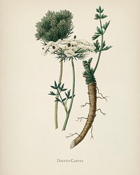 Wild carrot (daucus carota) illustration from Medical Botany (1836) by John Stephenson and James Morss Churchill.