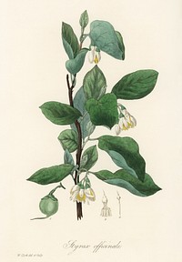 Styrax officinalis illustration. Digitally enhanced from our own book, Medical Botany (1836) by John Stephenson and James Morss Churchill.