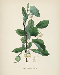 Styrax officinalis illustration from Medical Botany (1836) by <a href="https://www.rawpixel.com/search/John%20Stephenson?&amp;page=1">John Stephenson</a> and <a href="https://www.rawpixel.com/search/James%20Morss%20Churchill?&amp;page=1">James Morss Churchill</a>.