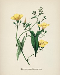 Scammony (Convolvulus scammonia) illustration from Medical Botany (1836) by <a href="https://www.rawpixel.com/search/John%20Stephenson?&amp;page=1">John Stephenson</a> and <a href="https://www.rawpixel.com/search/James%20Morss%20Churchill?&amp;page=1">James Morss Churchill</a>.
