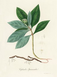 Cephaelis lpecacuanha illustration. Digitally enhanced from our own book, Medical Botany (1836) by John Stephenson and James Morss Churchill.
