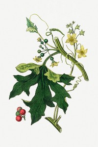 Botanical English mandrake psd vintage plant sketch