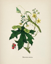 English mandrake (Bryonia dioica) illustration from Medical Botany (1836) by John Stephenson and James Morss Churchill.