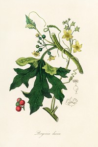 English mandrake (Bryonia dioica) illustration. Digitally enhanced from our own book, Medical Botany (1836) by John Stephenson and James Morss Churchill.